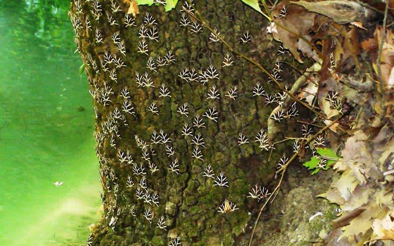 Rodos Adasına Nasıl Gidilir?